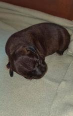 Engelse Stafford pups, Dieren en Toebehoren, Honden | Jack Russells en Terriërs, Particulier, Rabiës (hondsdolheid), Overige rassen