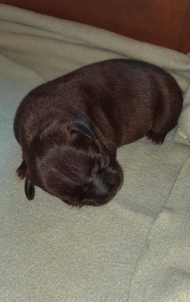 Engelse Stafford pups, Dieren en Toebehoren, Honden | Jack Russells en Terriërs, Meerdere dieren, Overige rassen, Particulier