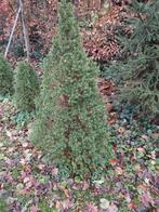 Dwergspar biologische kerstboom, Tuin en Terras, Planten | Bomen, Ophalen, Bloeit niet, Halfschaduw, Overige soorten