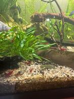 Red Cherry garnalen / chrimp, Kreeft, Krab of Garnaal, Zoetwatervis, Schoolvis