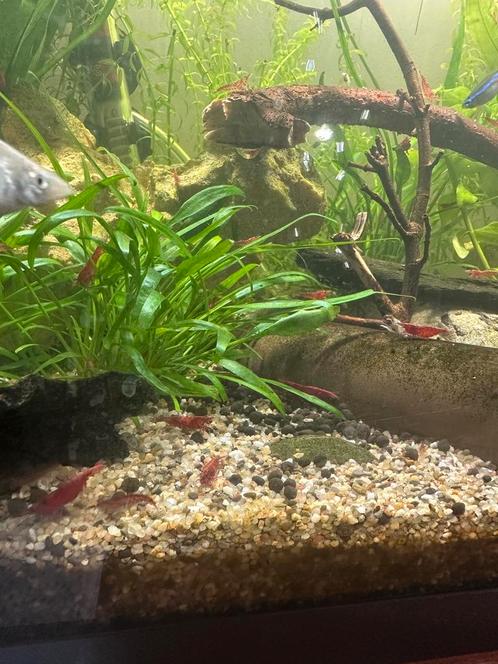 Red Cherry garnalen / chrimp, Dieren en Toebehoren, Vissen | Aquariumvissen, Zoetwatervis, Kreeft, Krab of Garnaal, Schoolvis