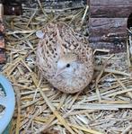 Japanse kwartel hen, Dieren en Toebehoren, Pluimvee, Vrouwelijk, Overige soorten