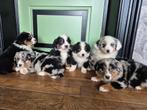 Golden retriever x Berner Sennen x Australian shepherd, Nederland, Meerdere, Meerdere dieren, Fokker | Professioneel