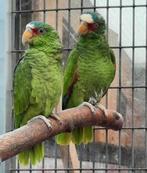 Gezocht  pop witvoorhoofd amazone, Dieren en Toebehoren, Vogels | Parkieten en Papegaaien, Vrouwelijk, Papegaai, Geringd