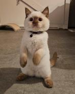 Laatste Lieve britse korthaar kitten met stamboom cinnamon, Meerdere dieren, Gechipt