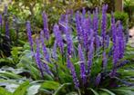 Liriope muscari – Sierlijk leliegras, Ophalen, Zomer, Overige soorten, Volle zon