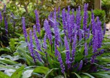 Liriope muscari – Sierlijk leliegras beschikbaar voor biedingen
