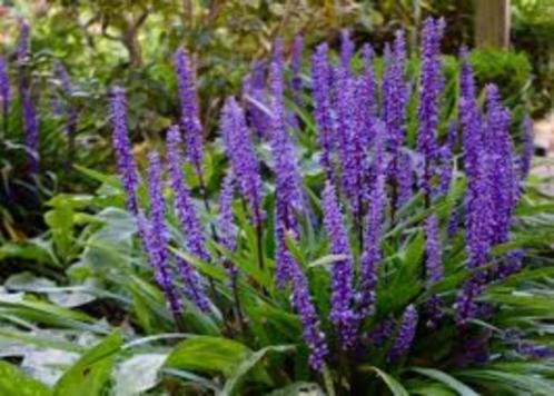 Liriope muscari – Sierlijk leliegras, Tuin en Terras, Planten | Tuinplanten, Overige soorten, Volle zon, Zomer, Ophalen