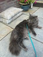 Maine Coon dekkater, met stamboom., Kater, Gechipt, 3 tot 5 jaar