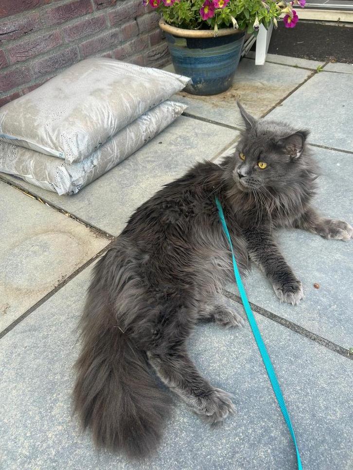 Maine Coon dekkater, met stamboom., Dieren en Toebehoren, Katten en Kittens | Raskatten | Langhaar, Kater, 3 tot 5 jaar, Met stamboom