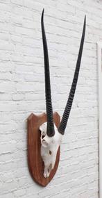 Grote SPIESBOK / ORYX op houten schild - ref. E (gewei), Ophalen, Gebruikt, Wild dier, Schedel