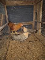 Tekoop kriel kippen, Dieren en Toebehoren, Pluimvee, Meerdere dieren, Kip