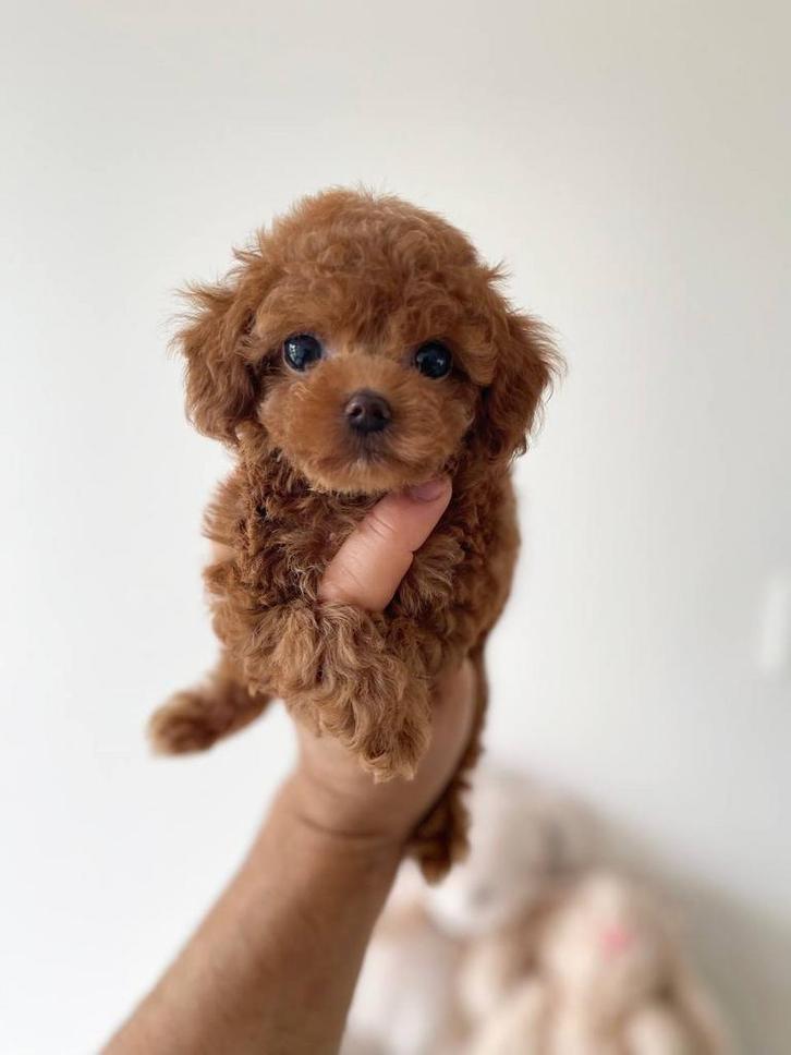 Aziatische Toy Poedel , TeaCup 1.5 kilo pups ( Maltipoo ), Dieren en Toebehoren, Honden | Chihuahua's en Gezelschapshonden, Meerdere dieren