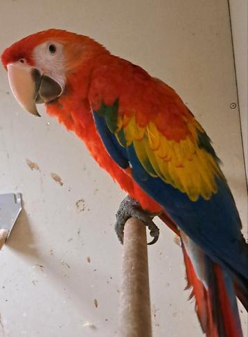 Geelvleugel ara beschikbaar voor biedingen