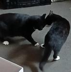 poes, Meerdere dieren, Gechipt, 3 tot 5 jaar