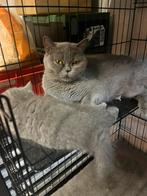 Britse korthaar kater en poes, Meerdere dieren, Gechipt, 0 tot 2 jaar
