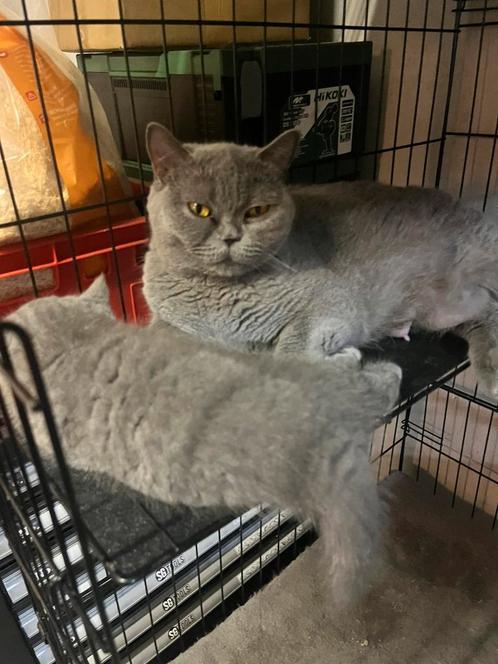 Britse korthaar kater en poes, Dieren en Toebehoren, Katten en Kittens | Raskatten | Korthaar, Meerdere dieren, 0 tot 2 jaar, Gechipt