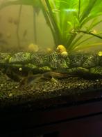 Corydora Orange Venezuela, Vis