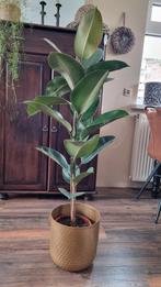 Ficus Elastica Robusta - Rubberplant, Ophalen of Verzenden, Ficus, Halfschaduw