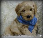 Labradoodle medium pups reutjes., Nederland, 8 tot 15 weken, CDV (hondenziekte), Meerdere