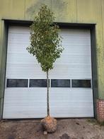 Sierpeer, Tuin en Terras, Planten | Bomen, Ophalen of Verzenden