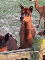 Alpaca hengst, Dieren en Toebehoren, Overige Dieren, Februari, Mannelijk