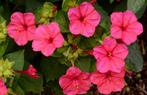 Te koop: zaden 1-, 2-jarigen en vaste planten, Tuin en Terras, Bloembollen en Zaden, Ophalen, Zaad