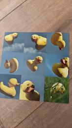 Madelief, Ophalen of Verzenden, 2000 tot heden