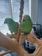 Stelletje geel voorhoofd amazones, Vrouwelijk, Papegaai, Tam