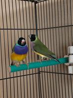 Gouldamadines koppel, Dieren en Toebehoren, Vogels | Overige Vogels, Meerdere dieren, Tropenvogel, Geringd