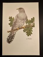 Koekoek, Verzenden, 1980 tot heden, Zo goed als nieuw, Dier