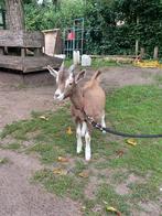 Toggenburger bokjes (raszuiver) te koop, Dieren en Toebehoren, Mannelijk, Geit, 0 tot 2 jaar