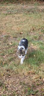 homeless Kittie looking for home, Dieren en Toebehoren, Katten en Kittens | Raskatten | Korthaar, Poes