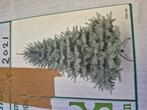 Kerstboom, Diversen, Ophalen of Verzenden, Gebruikt