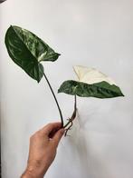 Syngonium Albo, Ophalen of Verzenden, Overige soorten, Minder dan 100 cm