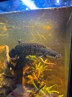 Channa Red Barito-Snakehead fish, Dieren en Toebehoren, Vis