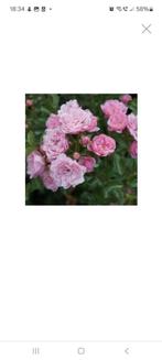 8x bodembedekkende roos rosa de fairy, Tuin en Terras, Planten | Tuinplanten, Zomer, Ophalen, Volle zon