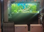 Juwel 240, Dieren en Toebehoren, Ophalen, Zo goed als nieuw, Gevuld zoetwateraquarium