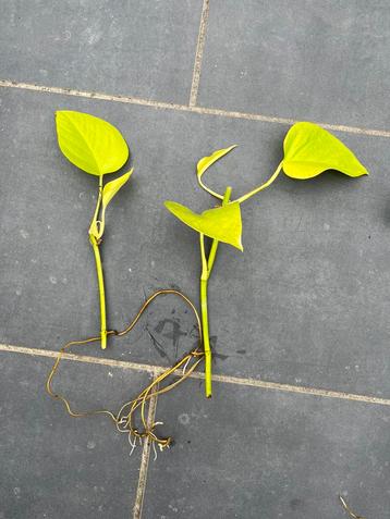 Stekjes epipremnum pinnatum aureum en pinnatum golden photos beschikbaar voor biedingen