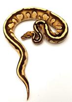 0.1 H.I. OD Stranger Leopard Fire 66% p. dbl. h. Clown/Pied, Slang, 0 tot 2 jaar