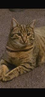 Lieve kater te koop., Dieren en Toebehoren, Katten en Kittens | Overige Katten, Kater