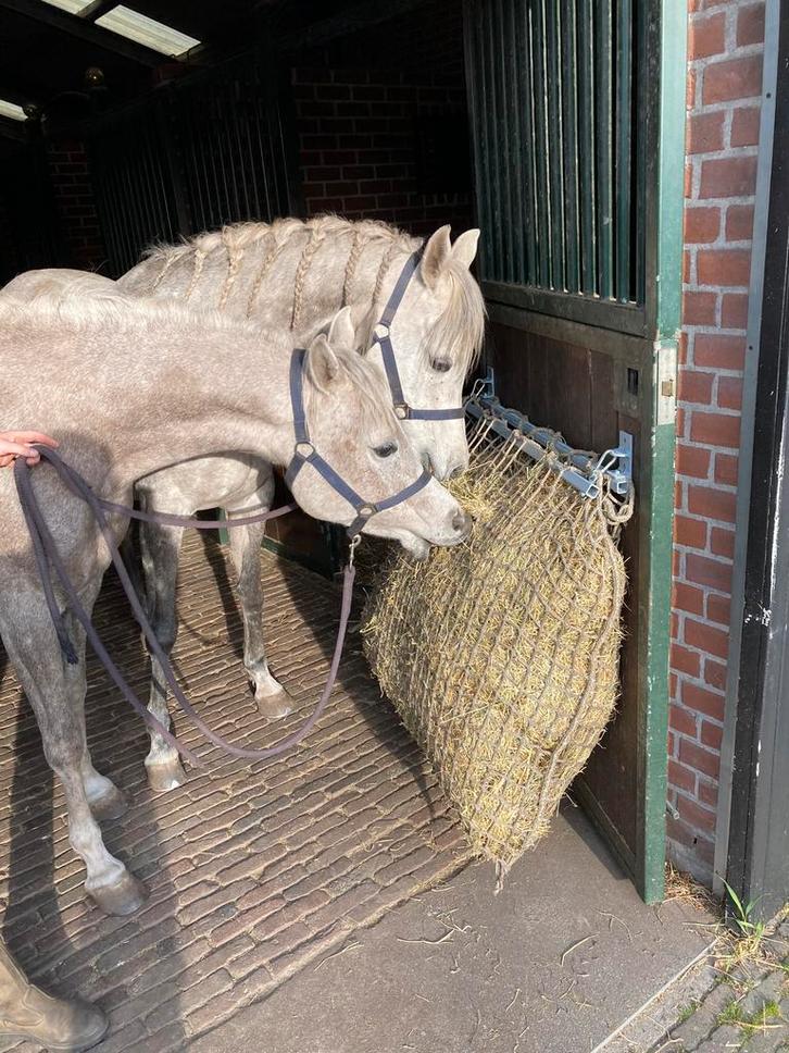 Hooinethouders (slowfeeder), Dieren en Toebehoren, Paarden en Pony's | Verzorgingsproducten, Nieuw, Ophalen