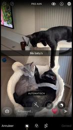 Katten, Dieren en Toebehoren, Kater