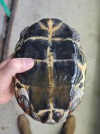 De schildpadden kunnen weer naar buiten, ruime keus soorten, Dieren en Toebehoren, Reptielen en Amfibieën
