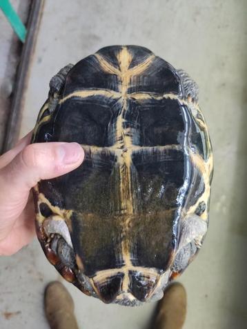 De schildpadden kunnen weer naar buiten, ruime keus soorten 