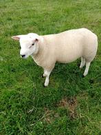 Dekram texelaar, Mannelijk, Schaap, 0 tot 2 jaar
