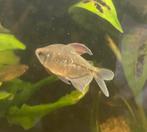 Diamantzalm, Dieren en Toebehoren, Vis