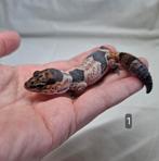 African fat tailed geckos. hemitheconyx caudicinctus., Hagedis, 0 tot 2 jaar