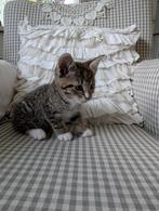 2 pittige tantes en 3 boefjes. Tabby x Main Coon kittens., Dieren en Toebehoren, Katten en Kittens | Overige Katten, Meerdere dieren
