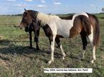 2x Paint APHA merrie Bay Tobiano Aa EE TOn + smokey black to, Merrie, Gechipt, 0 tot 2 jaar, Westernpaard